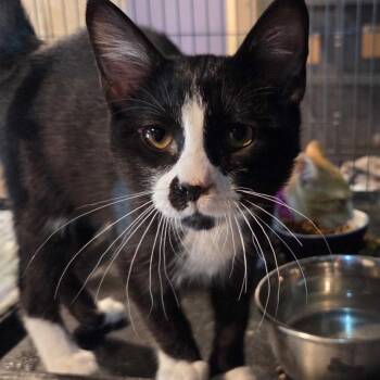 Joe Bradley -  Domestic Short Hair Cat for Adoption in Hanna City, Illinois - Joe Bradley | PetCurious