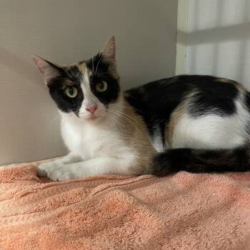 Rescue Domestic Short Hair Cats for Adoption in Port Charlotte, Florida - Misha | PetCurious