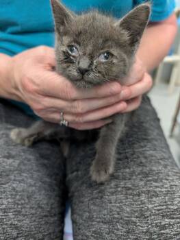 Allegro - At shelter -  Domestic Short Hair Cat for Adoption in Rustburg, Virginia - Allegro - At Shelter | PetCurious