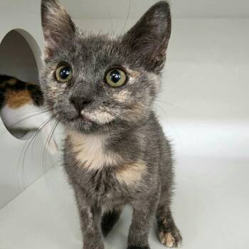 Hummingbird -  Domestic Short Hair Cat for Adoption in Oshkosh, Wisconsin - Hummingbird | PetCurious