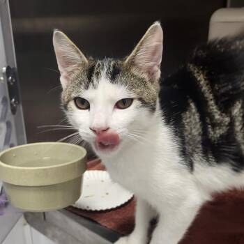 Benedict -  Domestic Short Hair Cat for Adoption in Fort Wayne, Indiana - Benedict | PetCurious