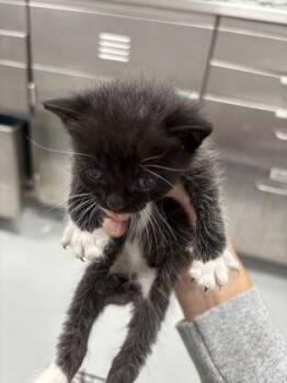 Yapper 1346-26 -  Domestic Short Hair Cat for Adoption in Cumming, Georgia - Yapper 1346-26 | PetCurious