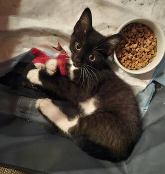 "OREO" -  Tuxedo and Domestic Short Hair Cat for Adoption in North East, Maryland - "OREO" | PetCurious
