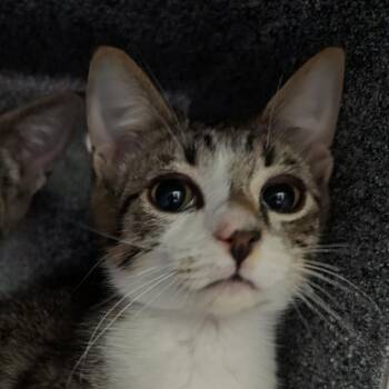Foxy -  Domestic Short Hair Cat Available for Adoption in Abilene, Texas - Foxy | PetCurious