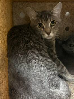 Chicken Wing -  Domestic Short Hair Cat for Adoption in Raleigh, North Carolina - Chicken Wing | PetCurious