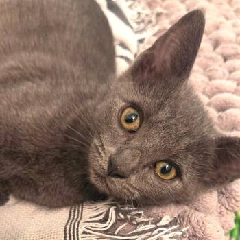 Ashley -  Domestic Short Hair and Russian Blue Cat for Adoption in Houston, Texas - Ashley | PetCurious