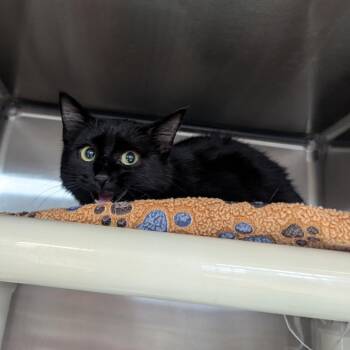 Domestic Short Hair Cats Available for Adoption in Indianapolis, Indiana - Midnight Star | PetCurious