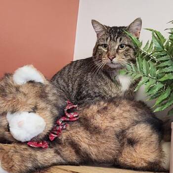 Domestic Short Hair Cats Available for Adoption - Cobbler | PetCurious