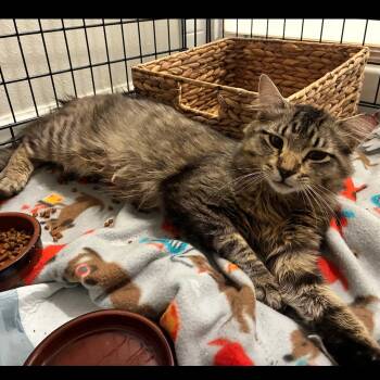 Domestic Medium Hair Cats Available for Adoption in Titusville, Florida - Addison | PetCurious