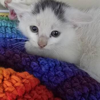 Kop 26-0393 -  Domestic Short Hair Cat for Adoption in Yanceyville, North Carolina - Kop 26-0393 | PetCurious