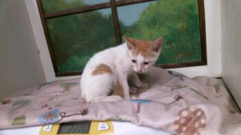 MANGO -  Domestic Short Hair Cat for Adoption in Houston, Texas - MANGO | PetCurious