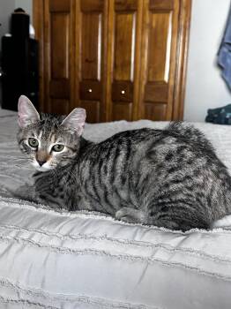 Tiger Cats Available for Adoption - Athena | PetCurious