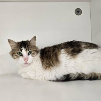 Domestic Short Hair Cats Available for Adoption in Jasper, Indiana - Ivy | PetCurious