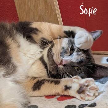 Sofie -  Domestic Short Hair Cat for Adoption in Janesville, Wisconsin - Sofie | PetCurious