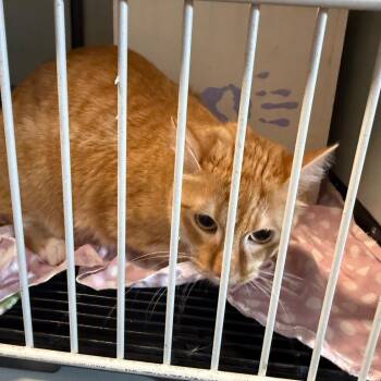 Domestic Short Hair Cats Available for Adoption - Clark | PetCurious