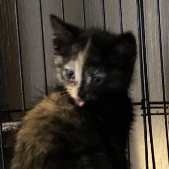 Domestic Medium Hair Cats Available for Adoption in Marion, Illinois - Tuffi | PetCurious