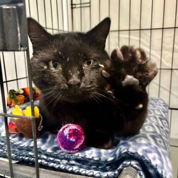 Rescue Domestic Short Hair Cats for Adoption in Kyle, Texas - HARVEST MOON | PetCurious