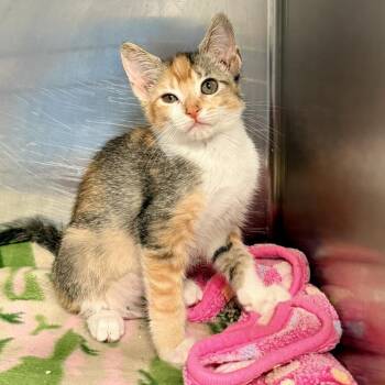 Milk -  Domestic Short Hair Cat for Adoption in Palm Springs, California - Milk | PetCurious