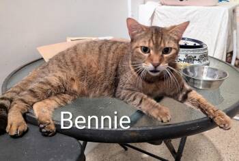 Rescue Domestic Short Hair Cats for Adoption in Fort Myers Beach, Florida - Bennie | PetCurious