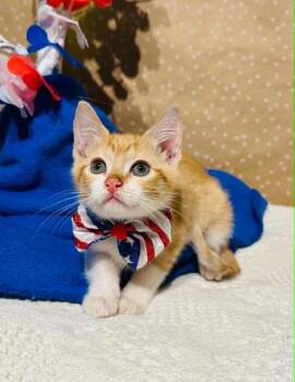 Ross -  Domestic Short Hair Cat for Adoption in Groveland, Massachusetts - Ross | PetCurious