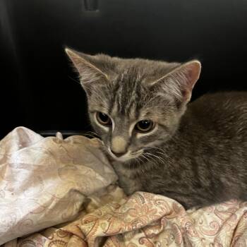 72092 -  Domestic Short Hair Cat for Adoption in Harrisonburg, Virginia - 72092 | PetCurious