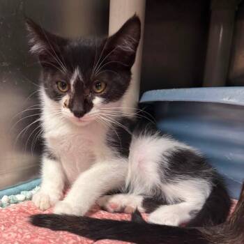 MAY -  Domestic Short Hair Cat for Adoption in Wyandotte, Michigan - MAY | PetCurious