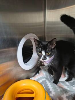 Catarina -  Domestic Short Hair Cat for Adoption in Maryville, Tennessee - Catarina | PetCurious