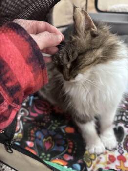 Domestic Medium Hair Cats Available for Adoption in Grand Forks, North Dakota - LINDY | PetCurious