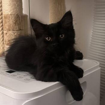 Shady -  Domestic Long Hair Cat for Adoption in Lake Orion, Michigan - Shady | PetCurious