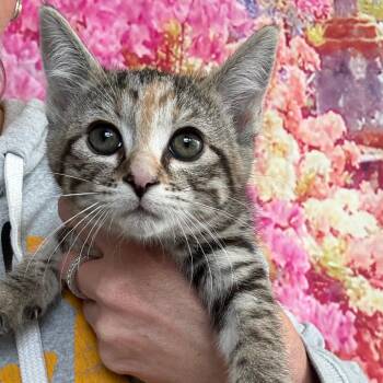 Domestic Short Hair Cats Available for Adoption in Normal, Illinois - Chrissy | PetCurious