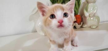 Domestic Short Hair Cats Available for Adoption in Riverside, California - Crabkat | PetCurious
