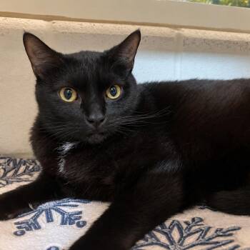 Bubba -  Domestic Short Hair Cat for Adoption in Gloucester, Virginia - Bubba | PetCurious