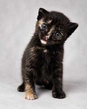 Tortoiseshell Cats Available for Adoption in Miami, Florida - Negris  | PetCurious