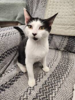 7829 Minnie -  Domestic Short Hair Cat for Adoption in Hartwell, Georgia - 7829 Minnie | PetCurious
