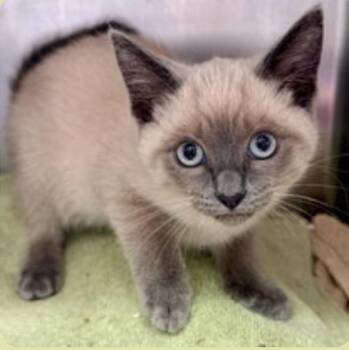 Siskiyou (needs to be adopted with littermate) -  Domestic Short Hair and Siamese Cat for Adoption in Oakland, California - Siskiyou (needs To Be Adopted With Littermate) | PetCurious