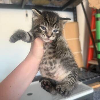 Romaine Bowers -  Domestic Short Hair Cat for Adoption in Woodstock, Virginia - Romaine Bowers | PetCurious