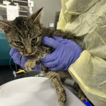 Domestic Short Hair Cats Available for Adoption in Salt Lake City, Utah - Minnow | PetCurious