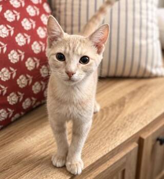 Jack -  Tabby Cat for Adoption in Waxahachie, Texas - Jack | PetCurious
