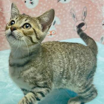 Abby -  Domestic Short Hair Cat for Adoption in Houston, Texas - Abby | PetCurious