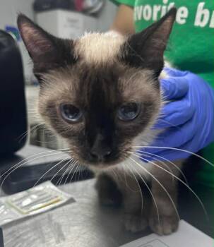 Siamese Cats Available for Adoption - Livia | PetCurious
