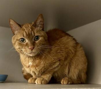 Domestic Short Hair Cats Available for Adoption in Kalamazoo, Michigan - CARLOS | PetCurious