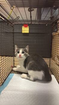 Carrillo  Feral 2 -  Domestic Short Hair Cat for Adoption in New Braunfels, Texas - Carrillo  Feral 2 | PetCurious