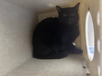 OBSIDIAN -  Domestic Short Hair Cat for Adoption in Loveland, Colorado - OBSIDIAN | PetCurious