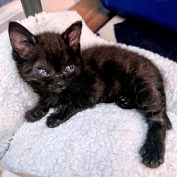 Domestic Short Hair Cats Available for Adoption in Austin, Texas - Goose Goose 9 | PetCurious