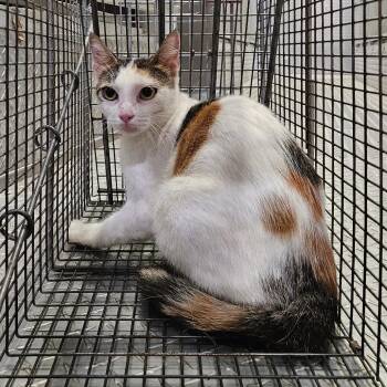 Mitzy -  Domestic Short Hair Cat for Adoption in Lake Jackson, Texas - Mitzy | PetCurious