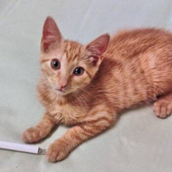 Kody -  Tabby Cat for Adoption in Rutherfordton, North Carolina - Kody | PetCurious