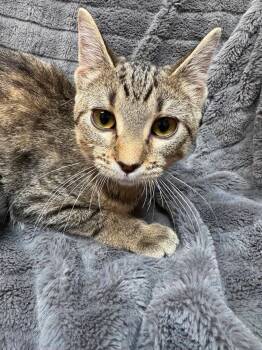 Emi -  Domestic Short Hair Cat for Adoption in Alexandria, Minnesota - Emi | PetCurious