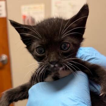 Domestic Short Hair Cats Available for Adoption in Yuma, Arizona - Diesel | PetCurious