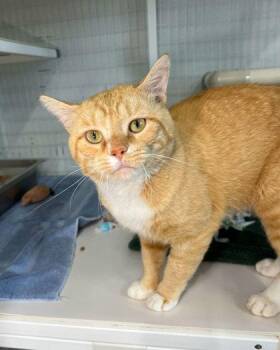 Garth -  Domestic Short Hair Cat for Adoption in Elmira, New York - Garth | PetCurious