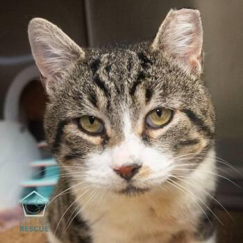 Domestic Short Hair Cats Available for Adoption - Biscuits | PetCurious